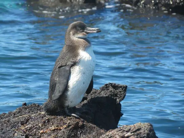 Uhanalaiset pingviinit - Galapagos Penguin (Spheniscus mendiculus)