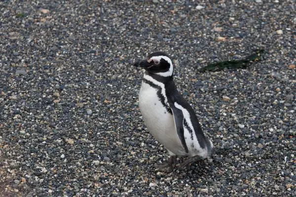 Uhanalaiset pingviinit - Magellaanipingviini (Spheniscus magellanicus)