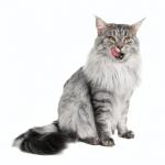 1628674617 319 Maine coon