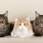 1628674617 398 Maine coon