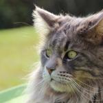 1628674617 498 Maine coon