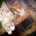 1628674618 259 Maine coon