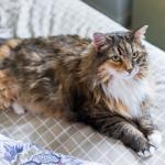 1628674618 292 Maine coon