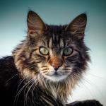 1628674618 374 Maine coon