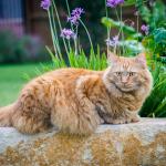 1628674618 470 Maine coon