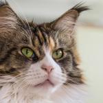 1628674618 893 Maine coon