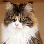 1628674618 924 Maine coon