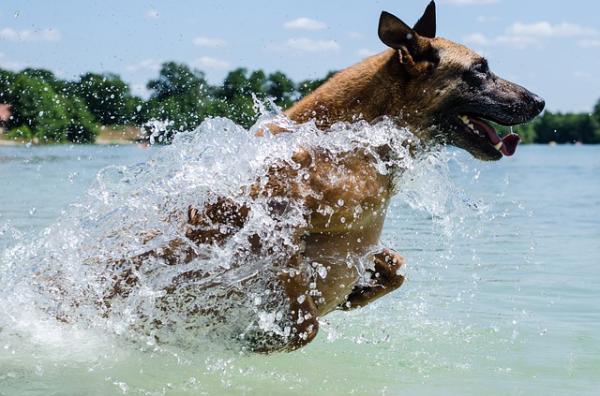 Belgian malinois -koirien nimet - Kuinka valita nimi belgialaiselle malinois -koiralleni