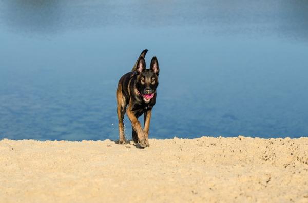 Belgian malinois -koiranimet - belgialaisille malinois -koirille