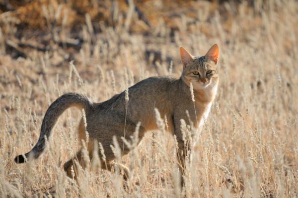 Egyptiläiset kissarodut - Täydellinen luettelo - 2. Afrikkalainen villikissa