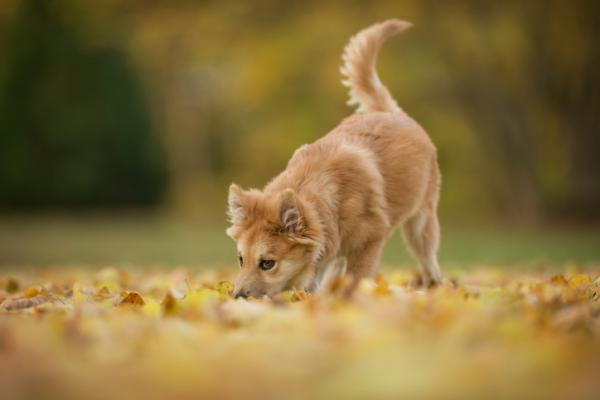 Miksi koiran luonne on muuttunut?  - Käännös koirasi tunteista