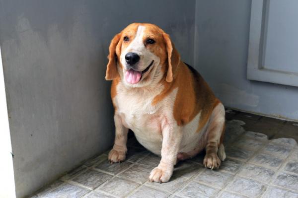 Beagle -koirien yleiset sairaudet - aineenvaihduntasairaudet