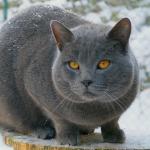 1628696468 424 Kartuusilainen tai chartreux kissa