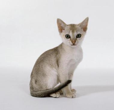 5 pienintä kissarotua maailmassa - 2023