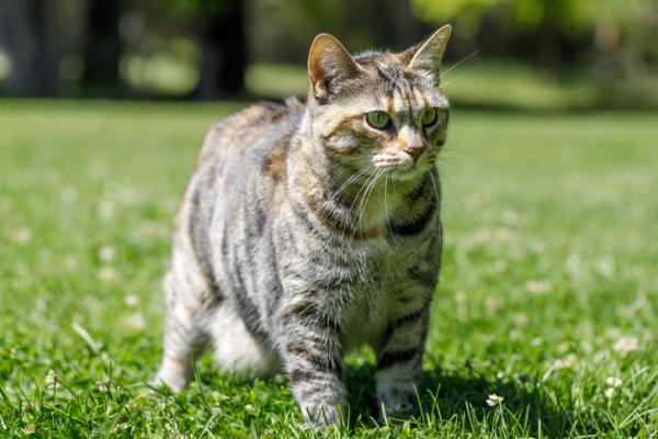 Top 10 älykkäintä kissarotua - Amerikan Bobtail