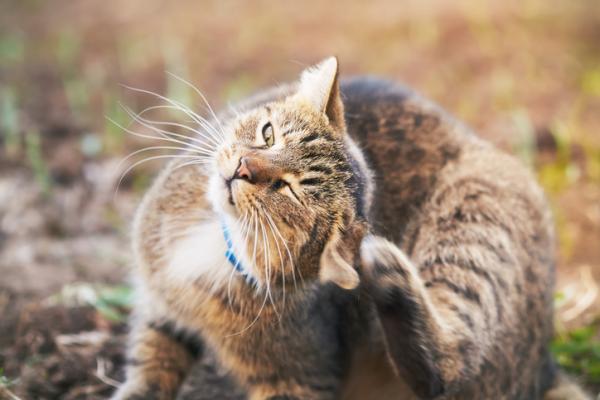 Yleiset kissan korvasairaudet - kissan korvasairaudet: Otitis