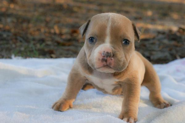 Vinkkejä amerikkalaisen kiusaajan kouluttamiseen - American Bully Puppy Education