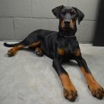 1628711517 433 Dobermanni pinseri