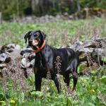 1628711517 554 Dobermanni pinseri