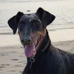 1628711517 559 Dobermanni pinseri