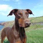 1628711517 671 Dobermanni pinseri