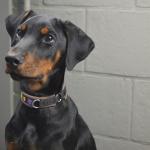 1628711517 868 Dobermanni pinseri