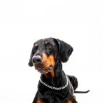 1628711517 938 Dobermanni pinseri