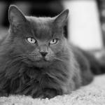 1628725015 320 Nebelung kissa