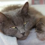 1628725015 936 Nebelung kissa