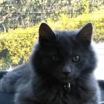 1628725016 447 Nebelung kissa