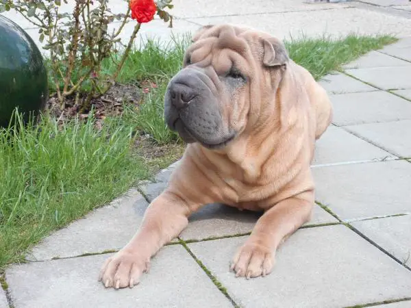 Eniten tuoksuvat koirarodut - 1. Shar pei