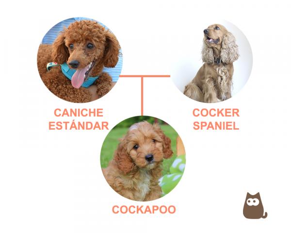 Cavapoo vs cockapoo - Kuinka cockapoo on?