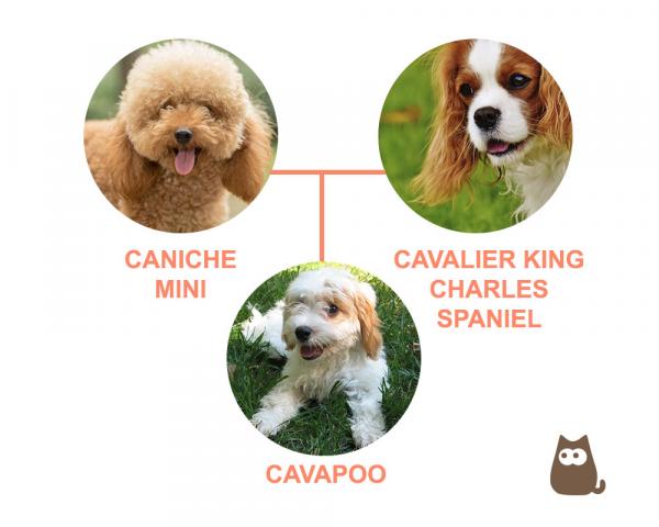 Cavapoo vs cockapoo - Millainen on cavapoo?