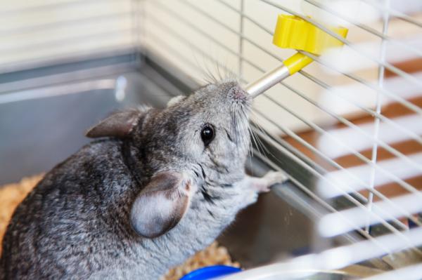 Chinchilla -ruokavalio - Chinchilla -perusruokavalio