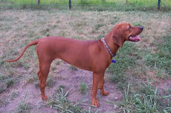 Amerikkalaiset koirarodut - 6. Redbone coonhound