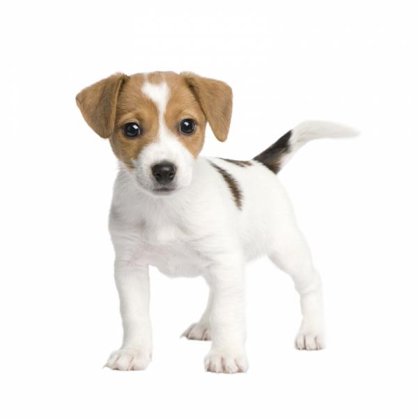 Jack Russell -terrieri -koirien nimet - Jack Russell -terriereiden nimet