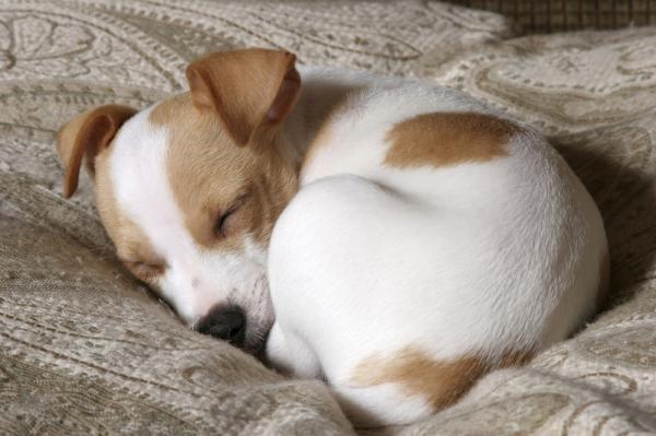 Jack Russell -terrieri -koirien nimet - Jack Russell -terriereiden nimet