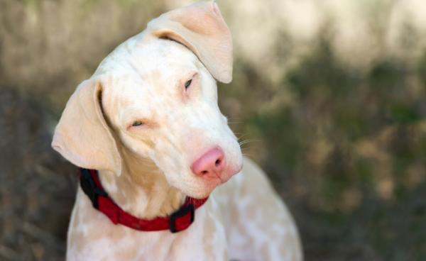 Albino Doberman - Ominaisuudet ja hoito - Albino Dobermanin ominaisuudet