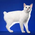 1628752924 26 Japanilainen bobtail kissa