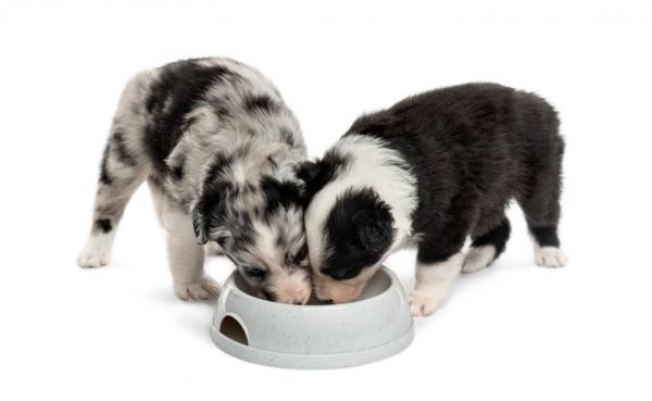 Border Collien ja Australianpaimenkoiran väliset erot - Bordercollie ja Australianpaimenkoira