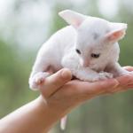 1628768893 517 Cornish rex kissa