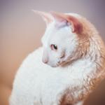 1628768893 642 Cornish rex kissa