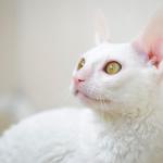 1628768893 960 Cornish rex kissa