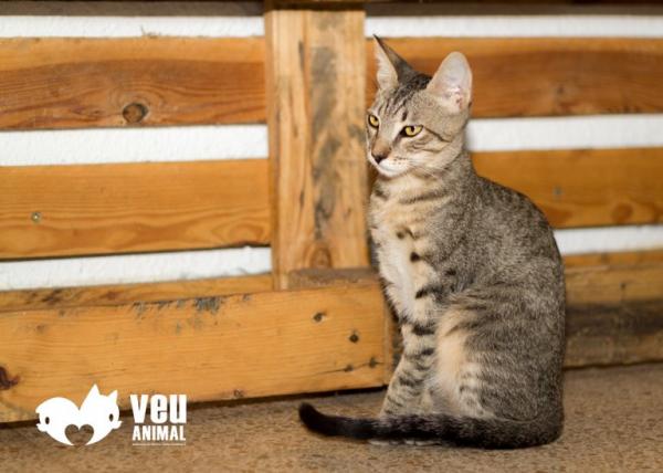 Mistä voin ottaa koiran Barcelonaan - Veu Animal