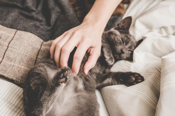 Ratkaisuja, jotta kissani ei naarmuta sohvaa - Älä nuhtele häntä, palkitse aina hyvä käyttäytyminen 