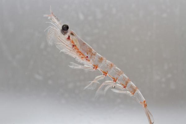 Etelämantereen eläimet ja niiden ominaisuudet - 2. Krill