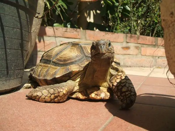 Kasvinsyöjien matelijoiden tyypit - argentiinalaiset Tortugas