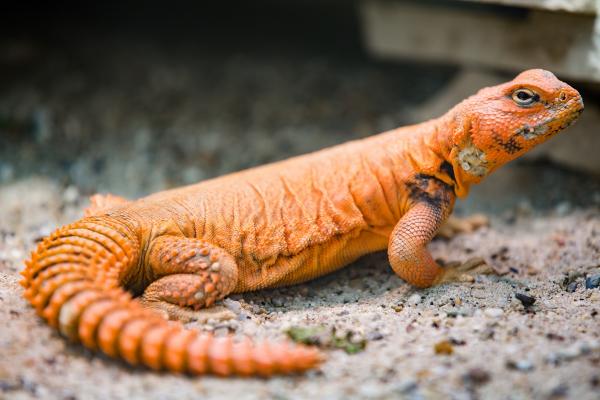 Kasvinsyöjien matelijoiden tyypit - Saharan piikikäs lisko