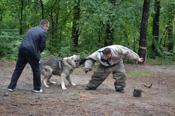 Kuusi koiran puremien tasoa - 4. Neljännen tason puremat: yksi purema, jossa on matalat haavat