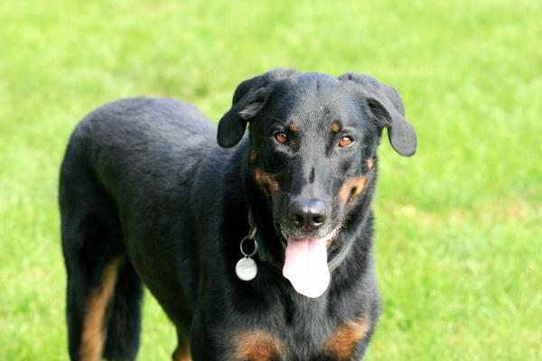 Ranskan koirarodut - 9. Beauce Shepherd